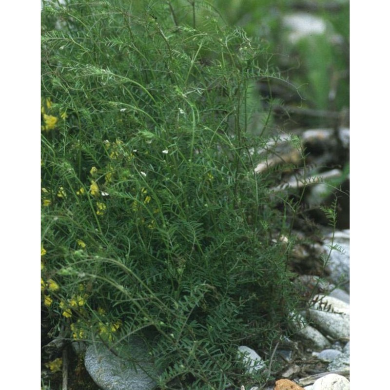 vicia hirsuta (l.) gray