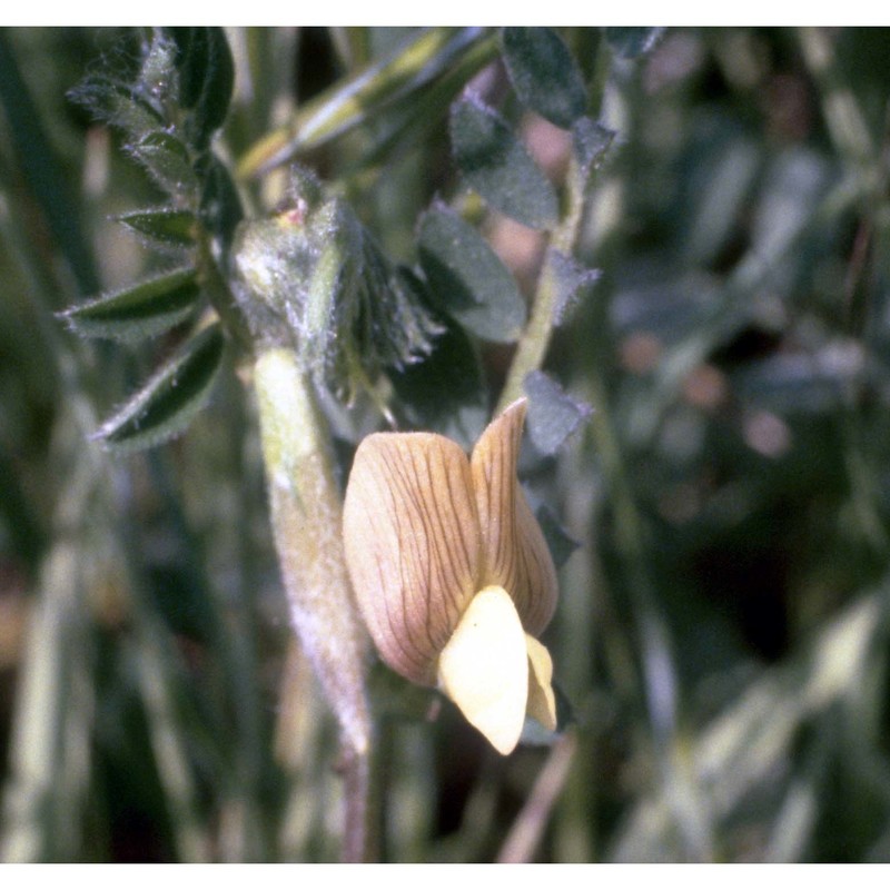 vicia hybrida l.