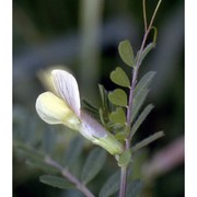 vicia hybrida l.