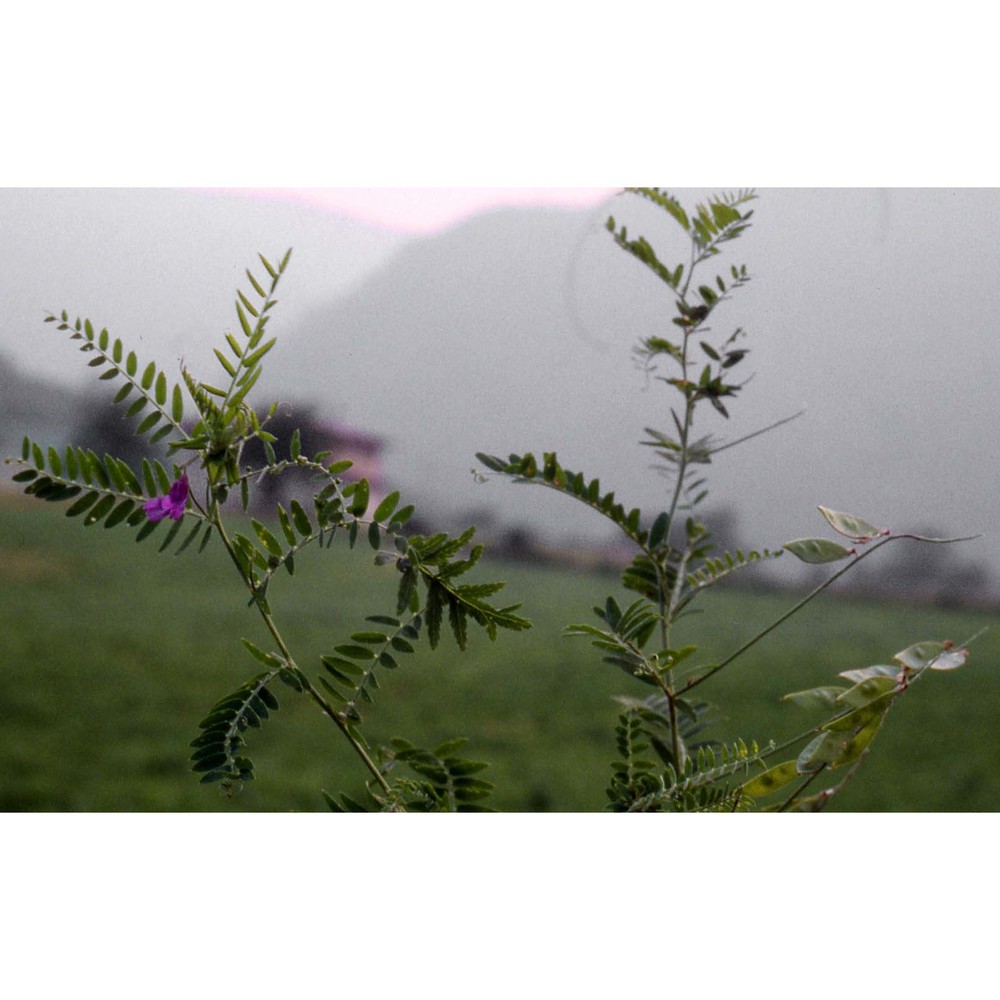 vicia incana gouan