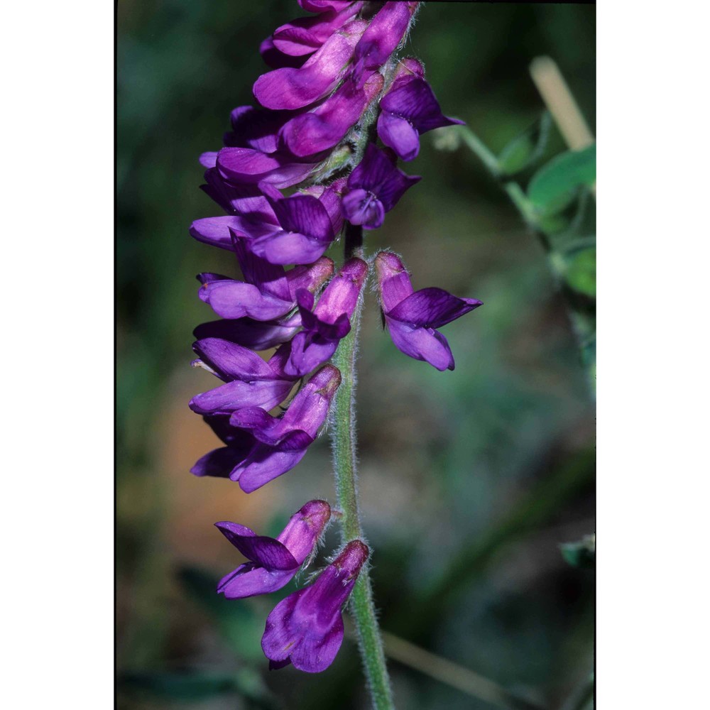 vicia incana gouan