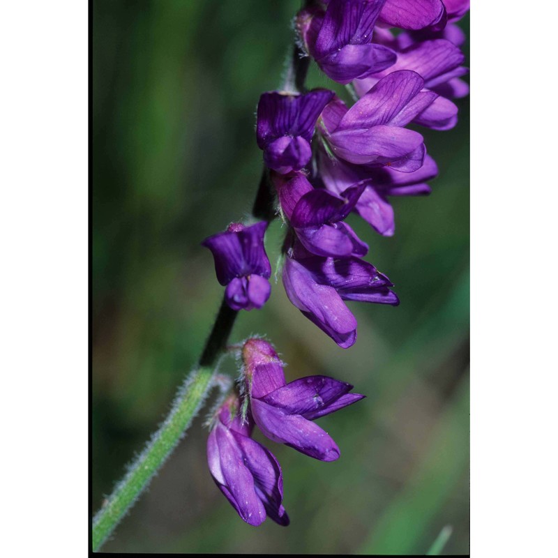 vicia incana gouan