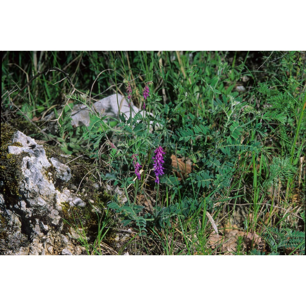 vicia incana gouan