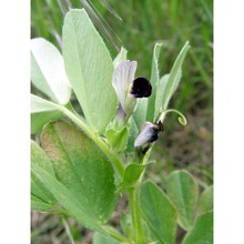 vicia johannis tamamsch.