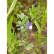 vicia lathyroides l.