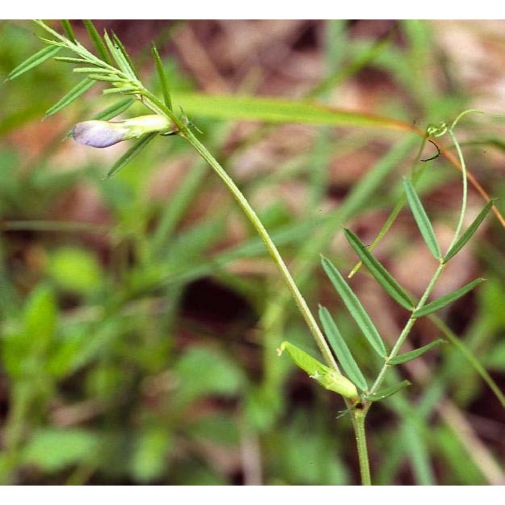 vicia lathyroides l.