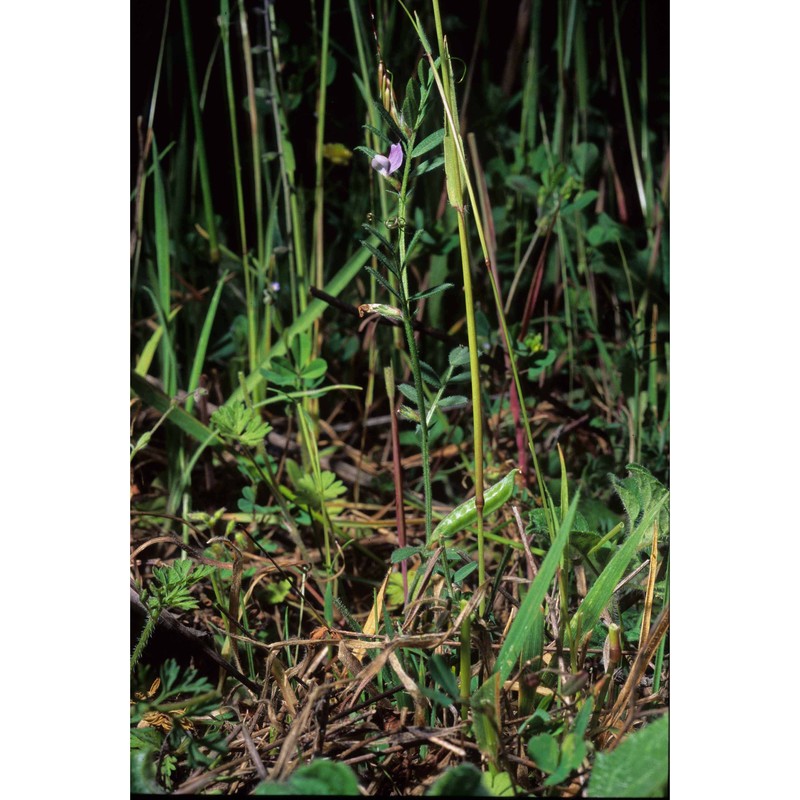 vicia lathyroides l.