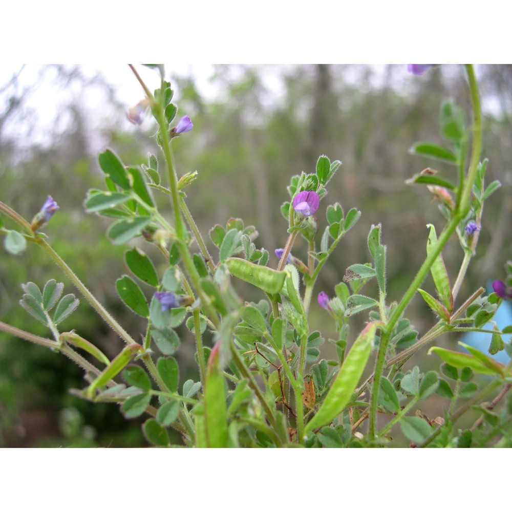 vicia lathyroides l.