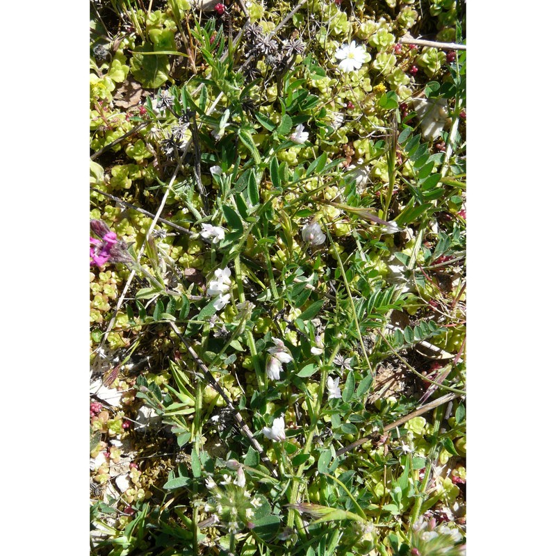 vicia leucantha biv.