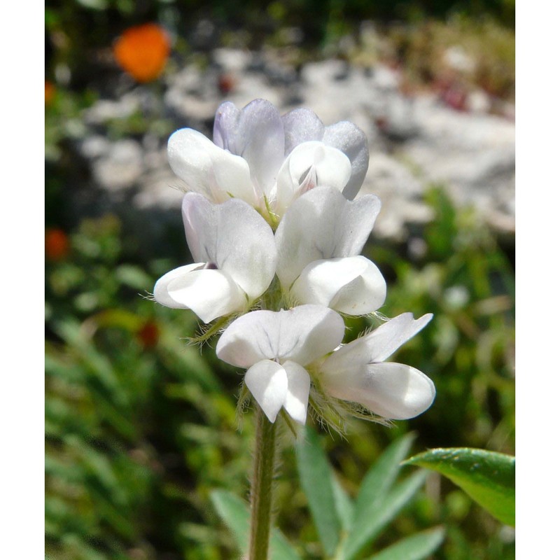 vicia leucantha biv.