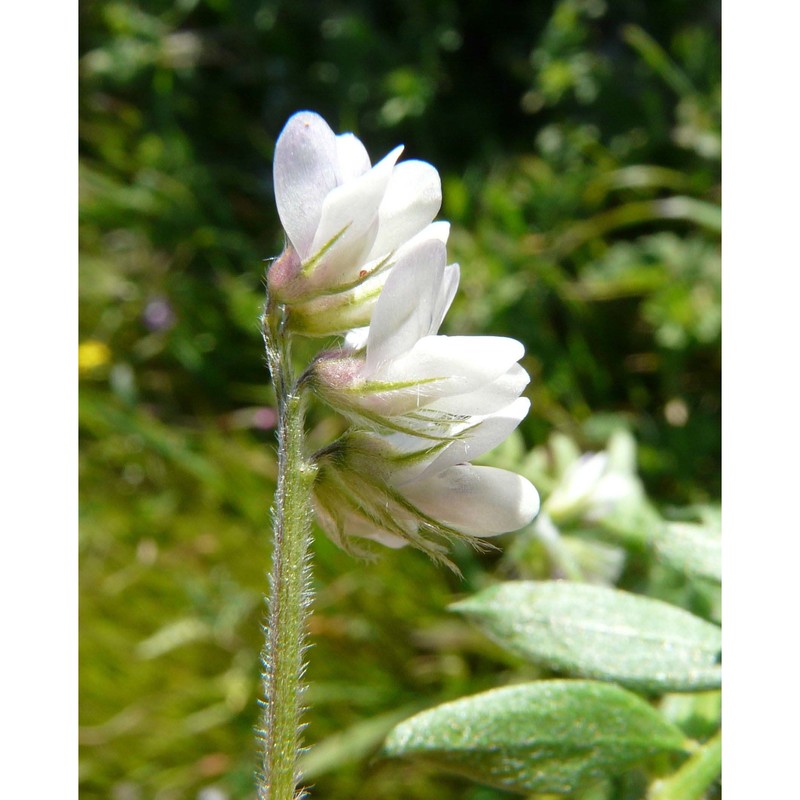 vicia leucantha biv.