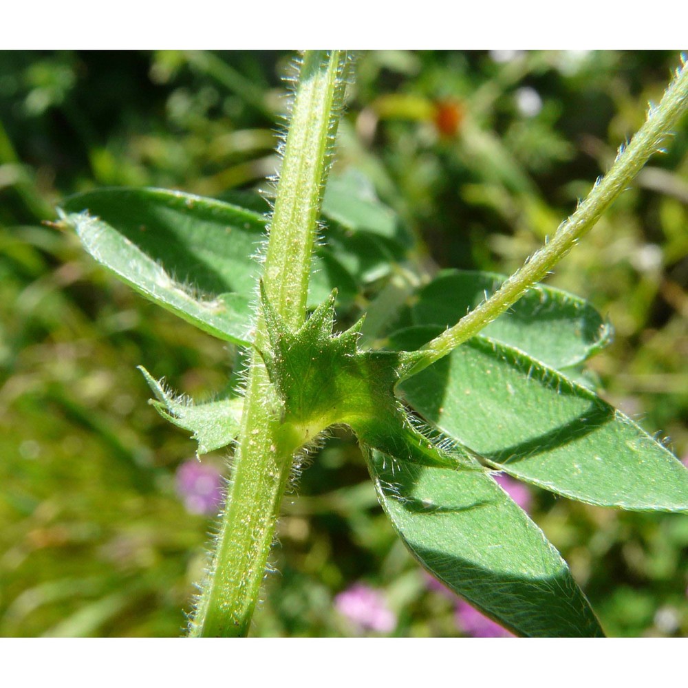 vicia leucantha biv.