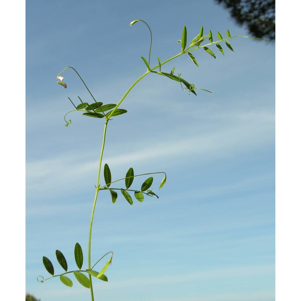 vicia loiseleurii (m. bieb.) litv.