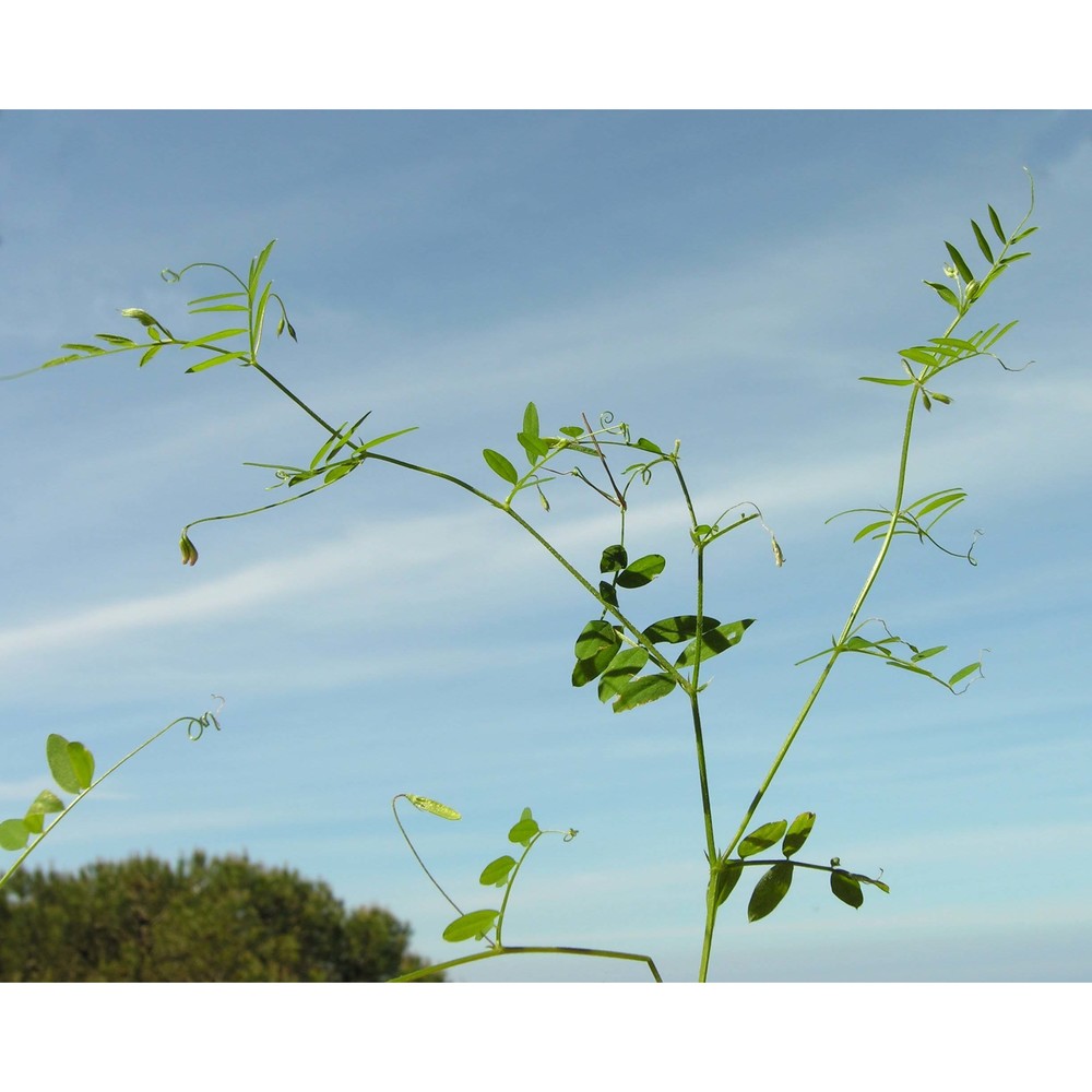 vicia loiseleurii (m. bieb.) litv.