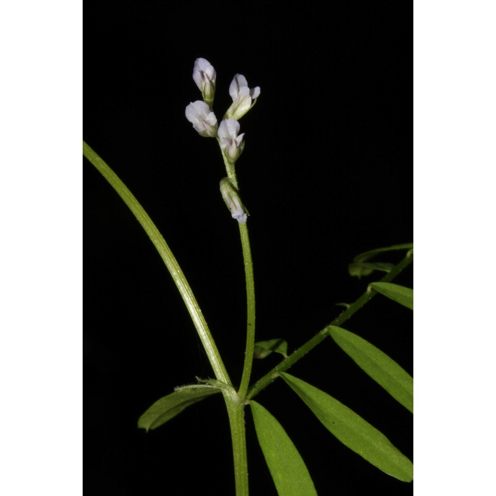 vicia loiseleurii (m. bieb.) litv.