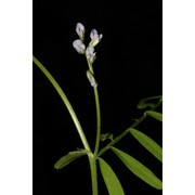 vicia loiseleurii (m. bieb.) litv.