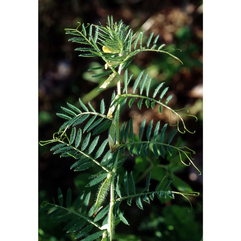 vicia lutea l.