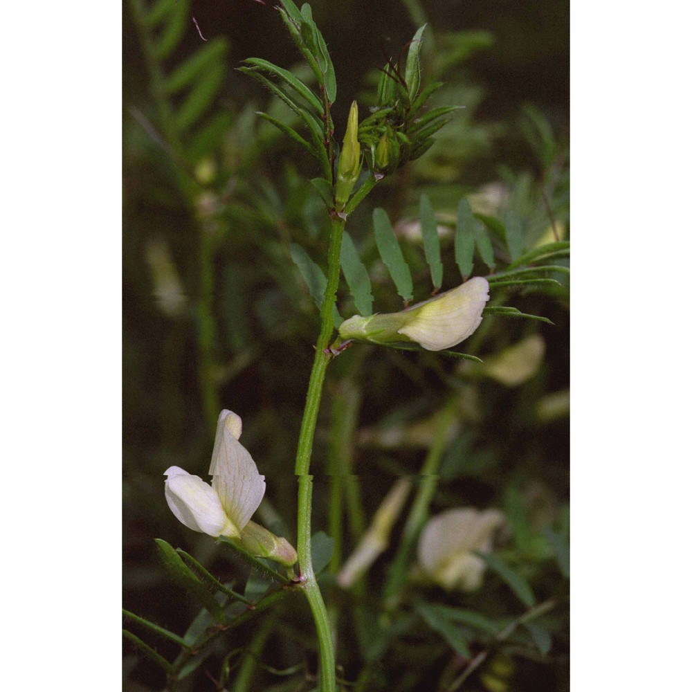 vicia lutea l.