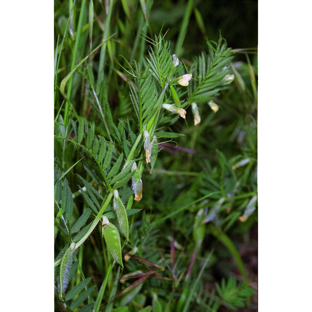 vicia lutea l.