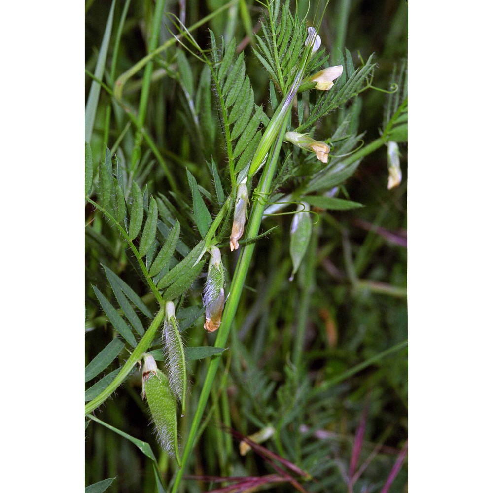 vicia lutea l.