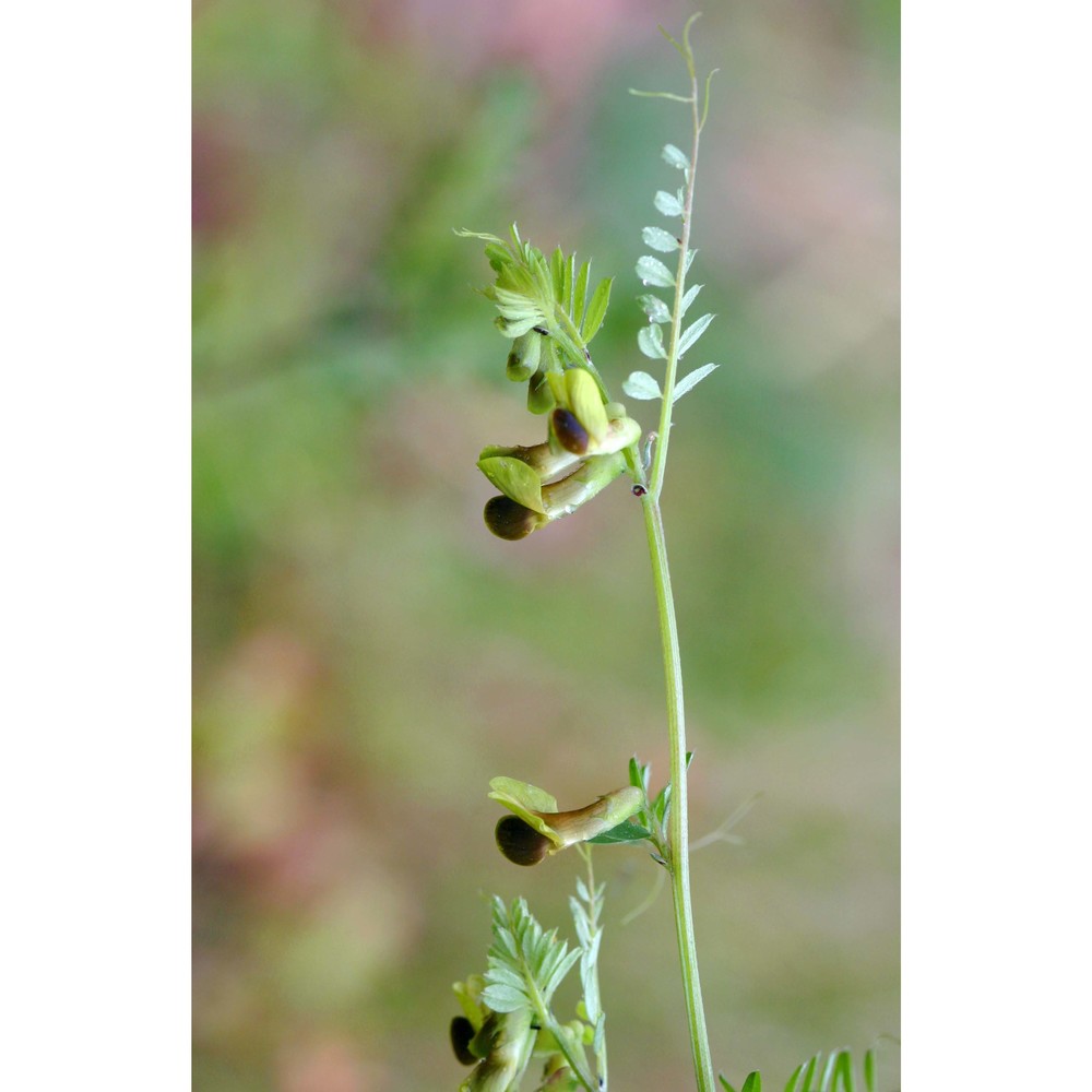 vicia melanops sm.