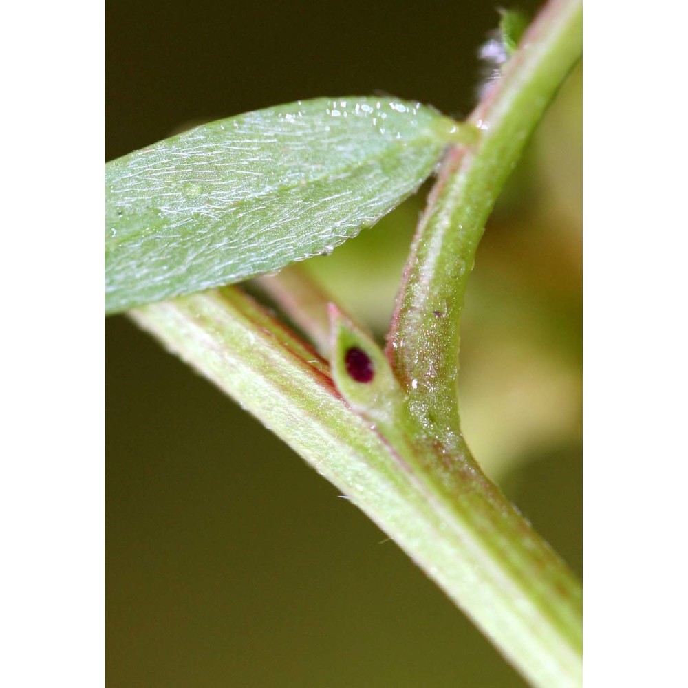 vicia melanops sm.