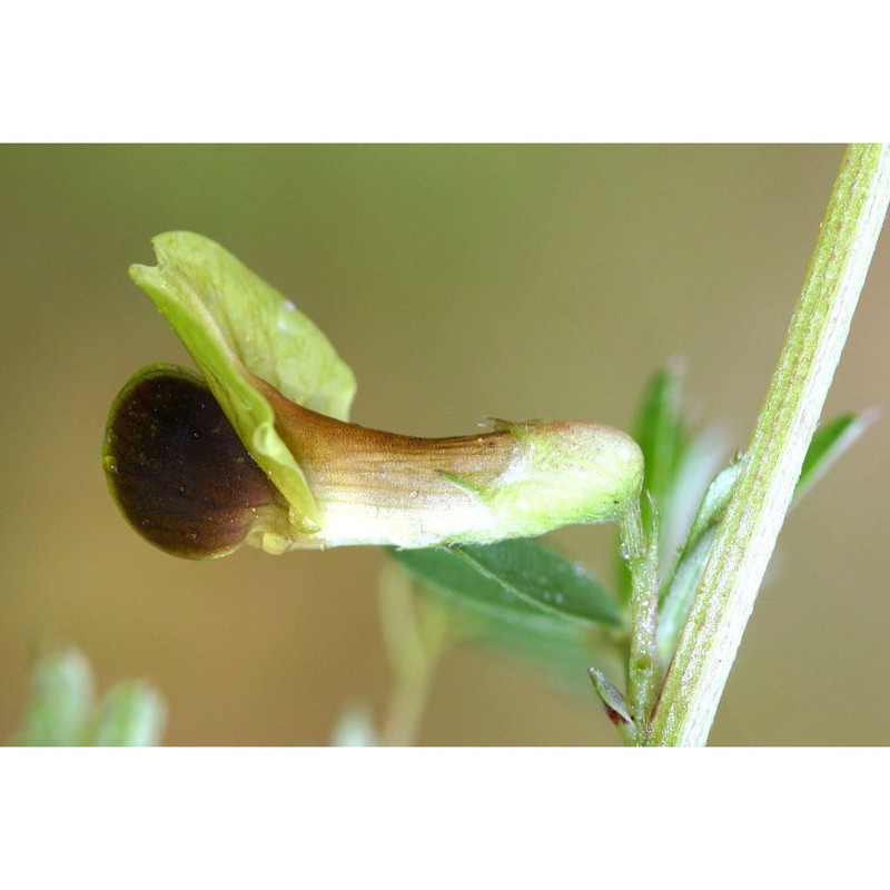 vicia melanops sm.