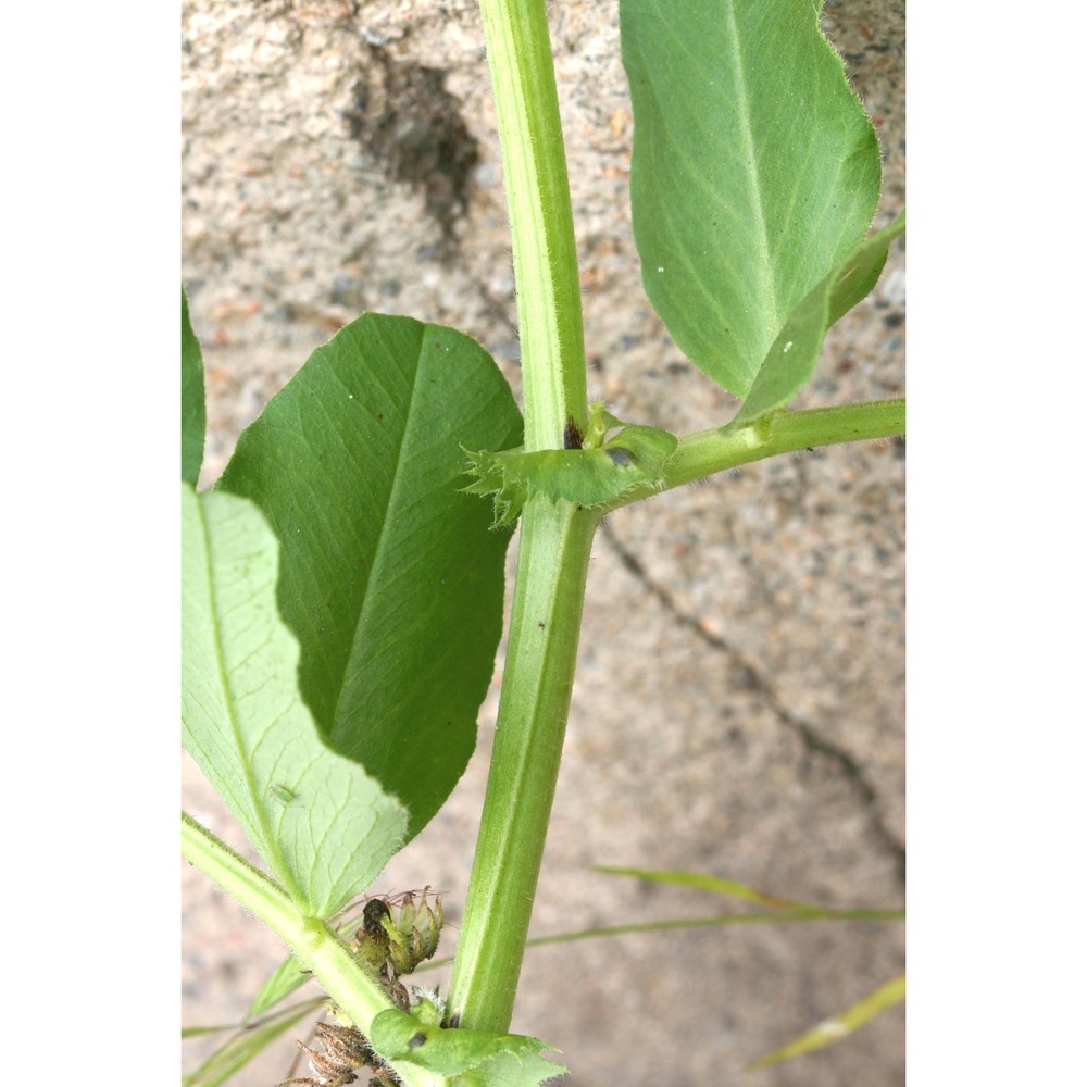 vicia narbonensis l.