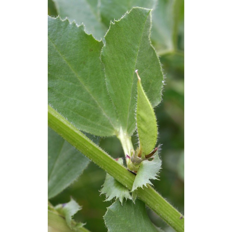 vicia narbonensis l.