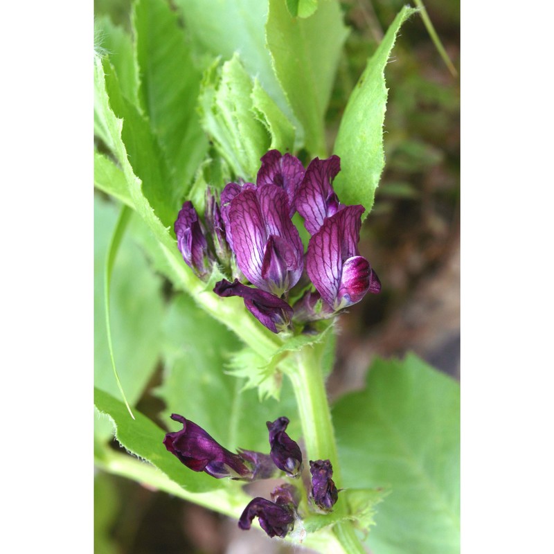 vicia narbonensis l.