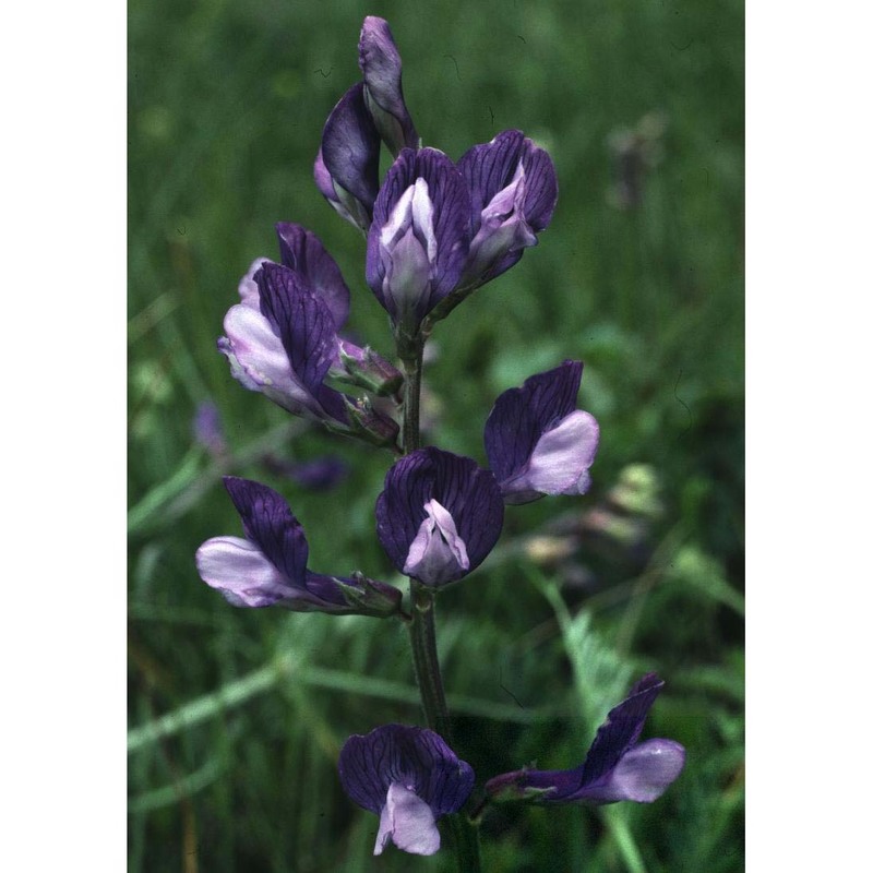 vicia onobrychioides l.