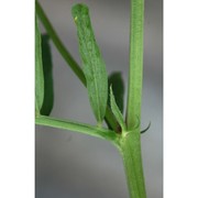 vicia onobrychioides l.