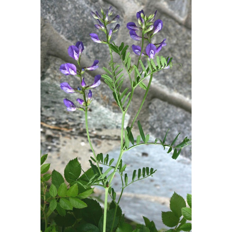 vicia onobrychioides l.