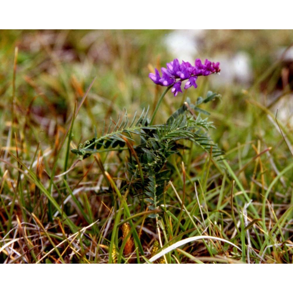 vicia oreophila chrtková