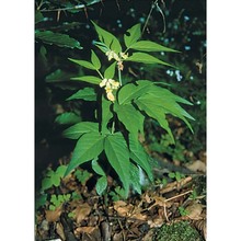 vicia oroboides wulfen