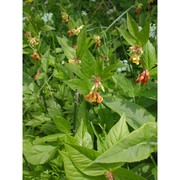 vicia oroboides wulfen