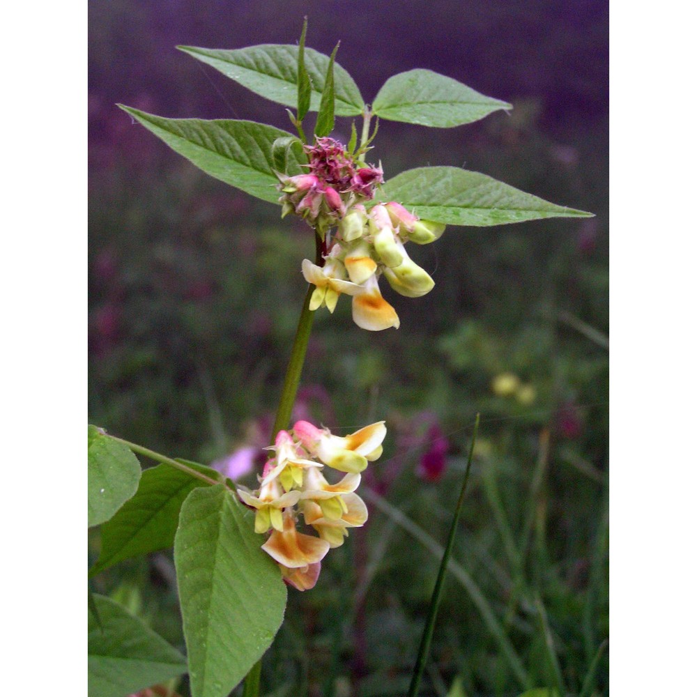 vicia oroboides wulfen