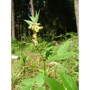 vicia oroboides wulfen