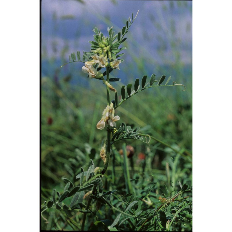 vicia pannonica crantz