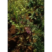 vicia pannonica crantz