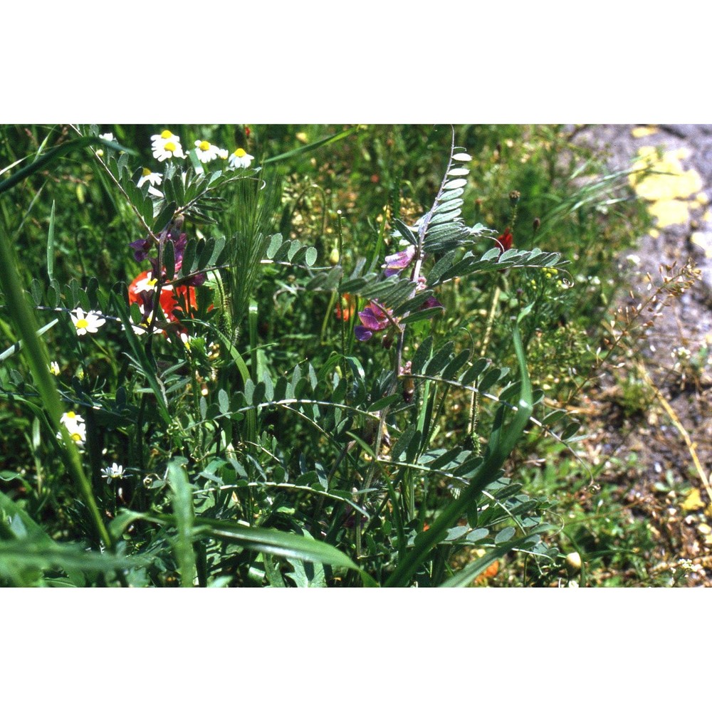 vicia pannonica crantz