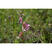 vicia pannonica crantz