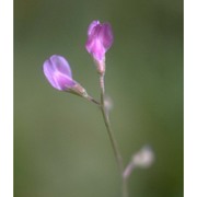 vicia parviflora cav.