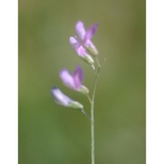 vicia parviflora cav.