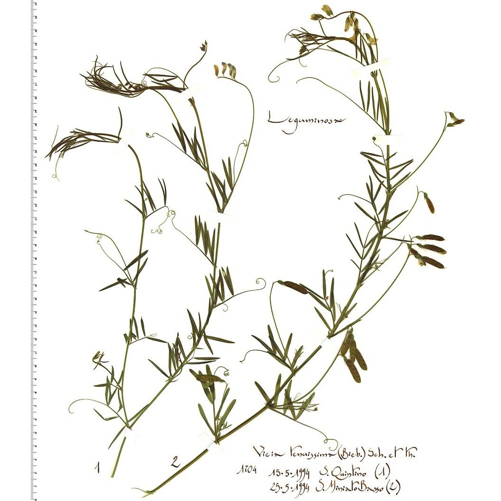 vicia parviflora cav.