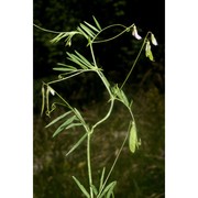 vicia parviflora cav.