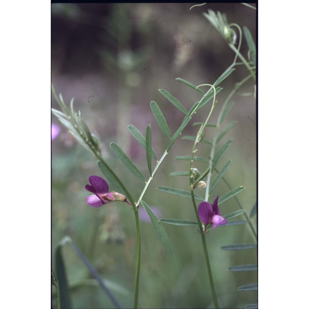 vicia peregrina l.