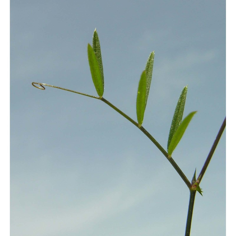 vicia peregrina l.