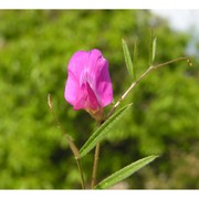 vicia peregrina l.