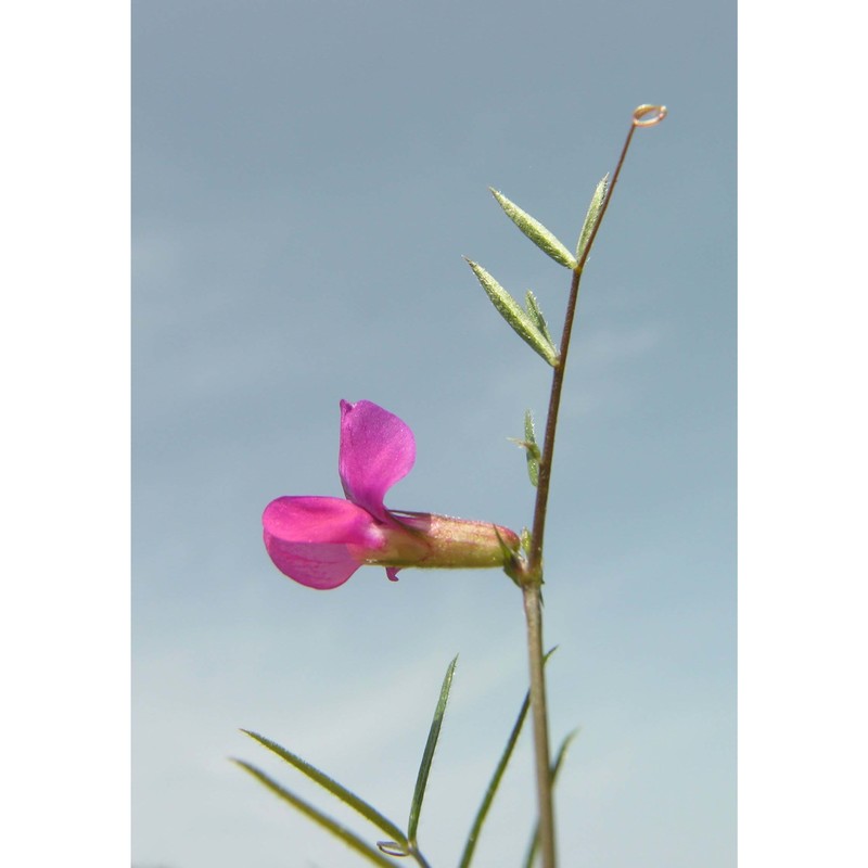 vicia peregrina l.